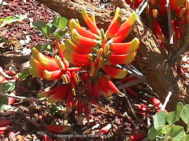 Erythrina acanthocarpa, Tambookie Thorn