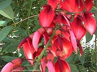 Erythrina crista galli, Cockspur Coral