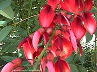 Erythrina crista-galli, Cockspur Coral