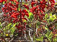 Erythrina falcata, Brazilian Coral Tree