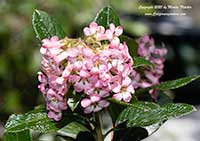 Escallonia Fradesii, Pink Escallonia
