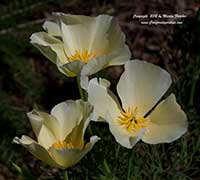 Eschscholzia californica White Linen, White Linen California Poppy