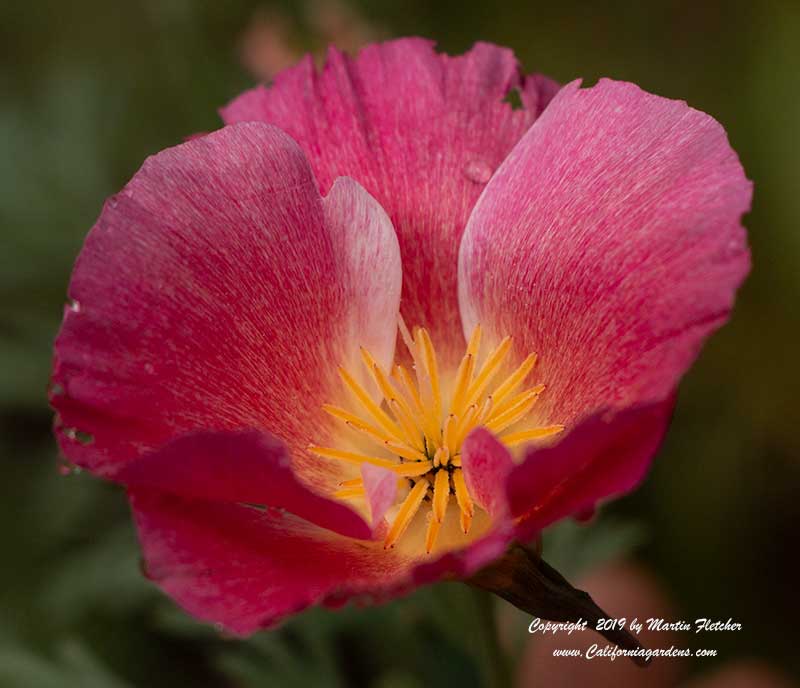 Eschscholzia Carmine King, Carmine King California Poppy