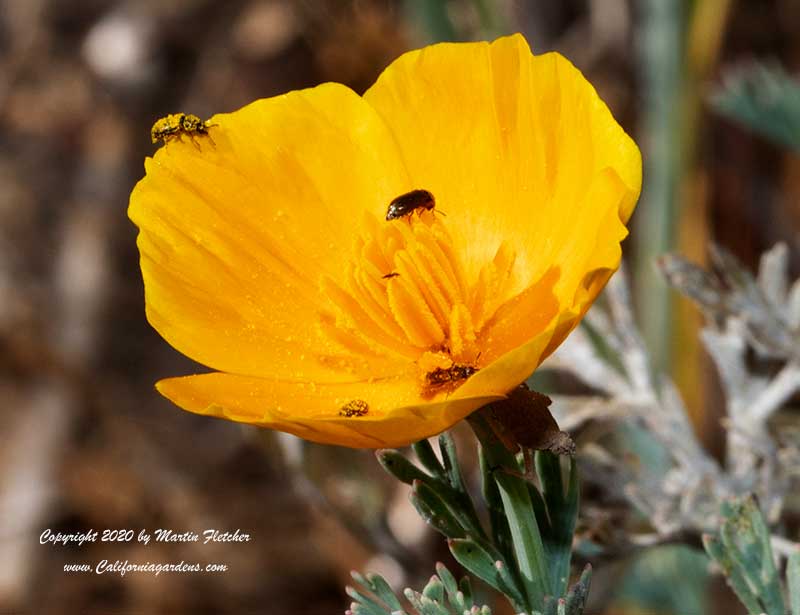 Eschscholzia caespitosa, Tufted Poppy, Foothill Poppy