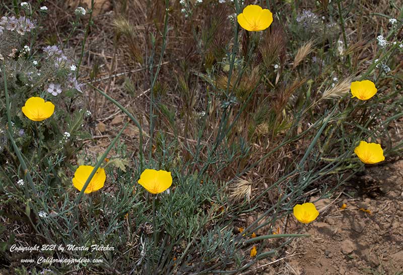 Eschscholzia caespitosa, Tufted Poppy, Foothill Poppy