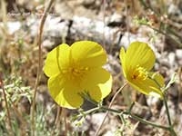 Eschscholzia caespitosa, Tufted Poppy, Foothill Poppy