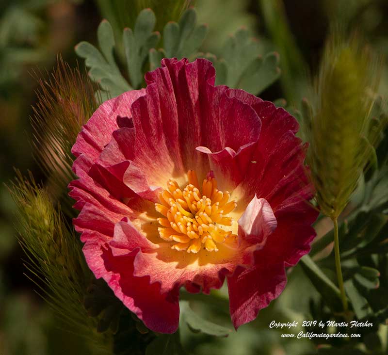 Eschscholzia Carmine King, Carmine King California Poppy