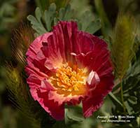 Eschscholzia californiaca Carmine King, Carmine King California Poppy