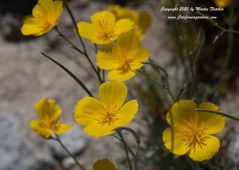 Eschscholzia minutiflora, Pygme Poppy