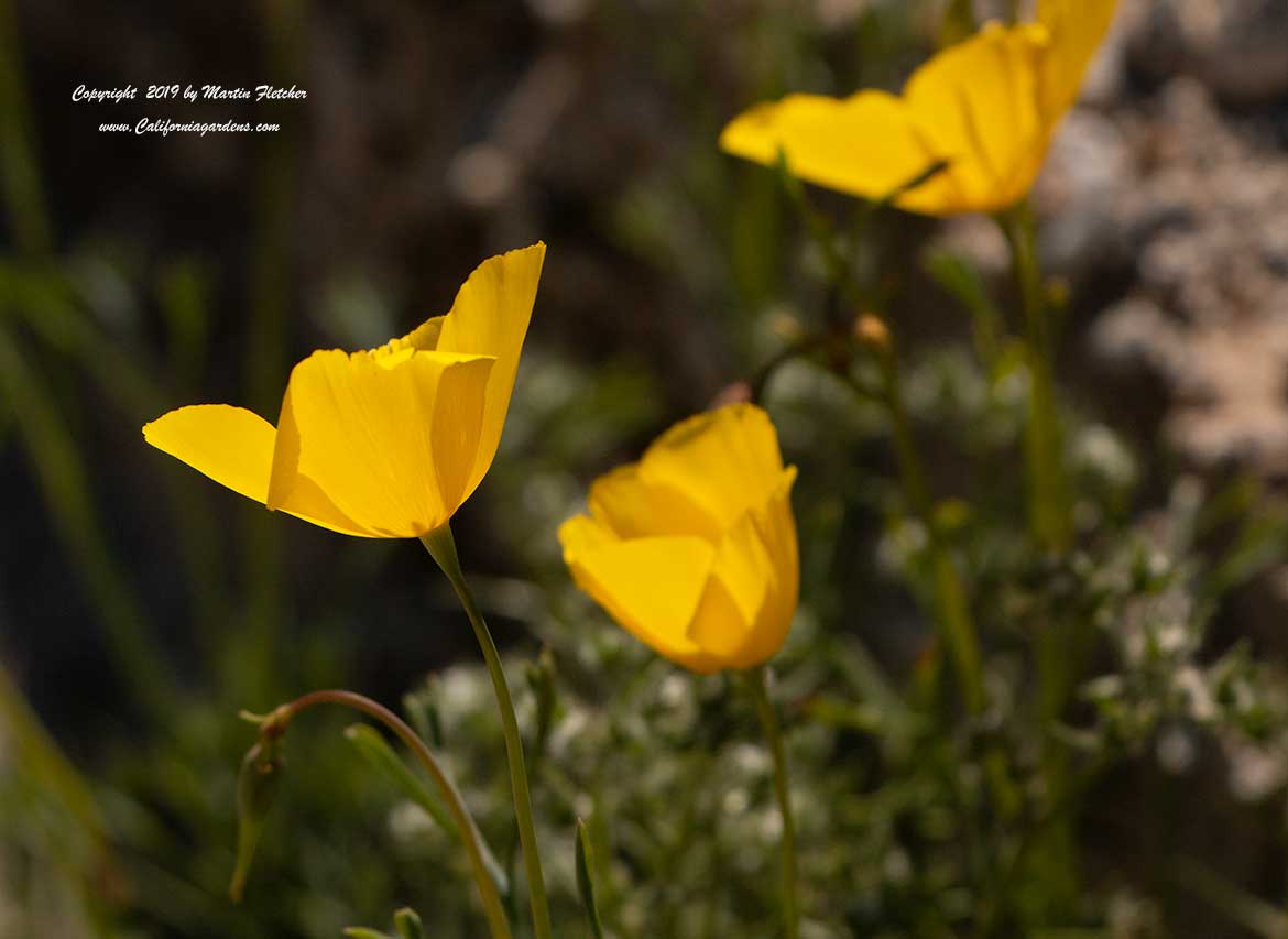 Eschscholzia parishii, Parish's Poppy, Pygme Poppy