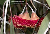Eucalyptus caesia magna, Silver Princess