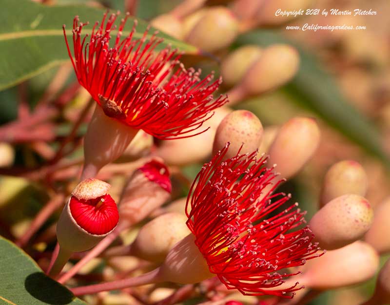 Red-flowering Gum (Corymbia ficifolia) in Orange County, CA