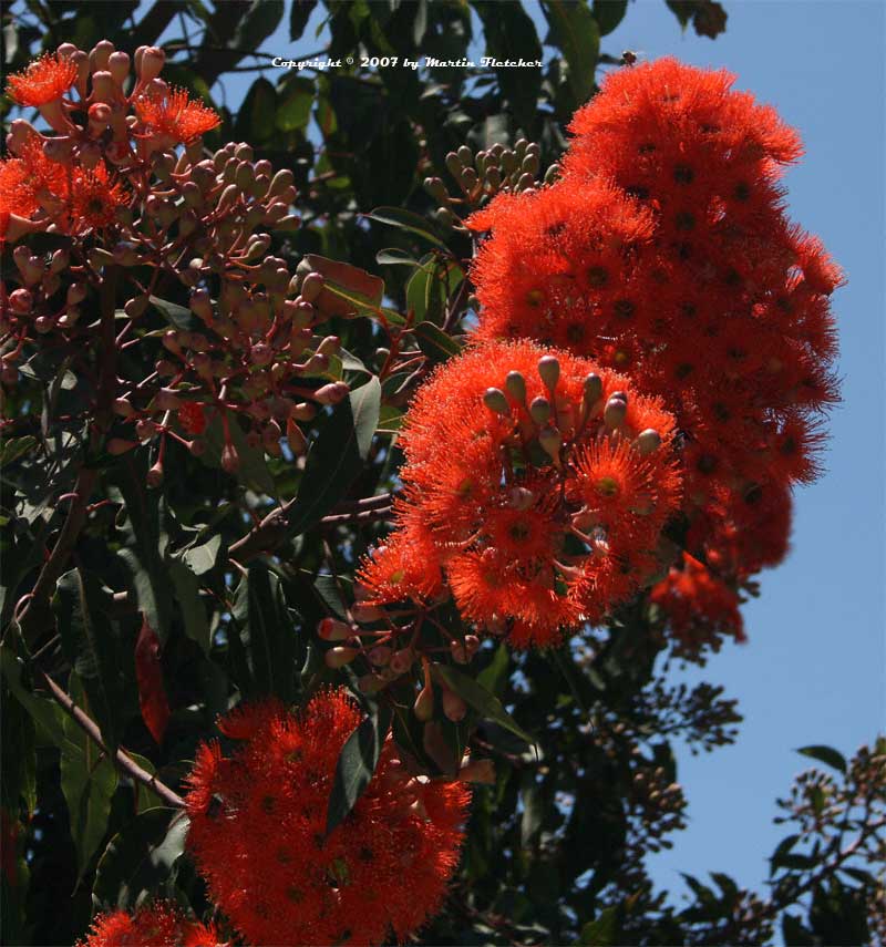 Eucalyptus ficifolia / Corymbia ficifolia - Red Flowering Gum, Albany Red Flowering  Gum - Quinta dos Ouriques