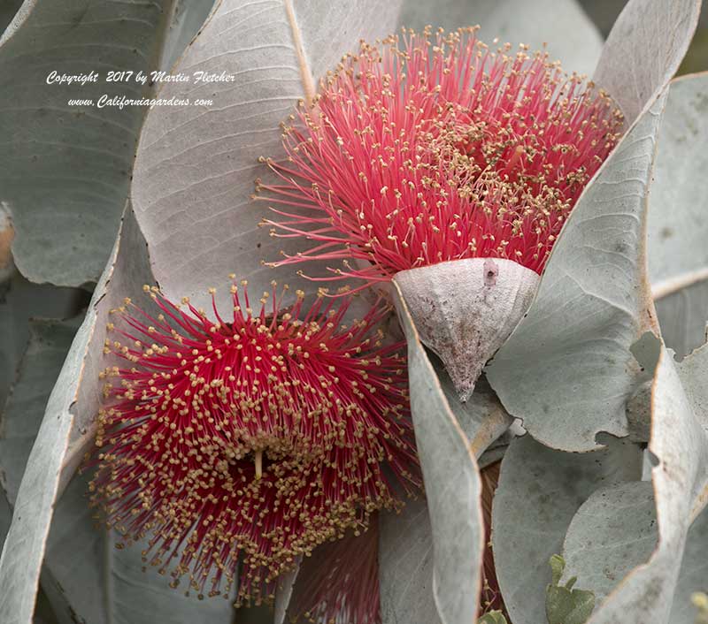 Eucalyptus macrocarpa, Mottlecah