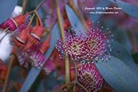 Eucalyptus torquata, Coral Gum