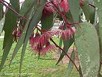 Mugga, Eucalptus sideroxalon