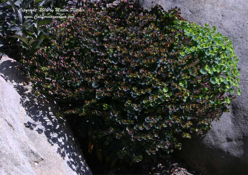 Euphorbia Blackbird