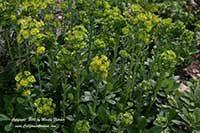 Euphorbia amygdaloides robbiae, Wood Spurge