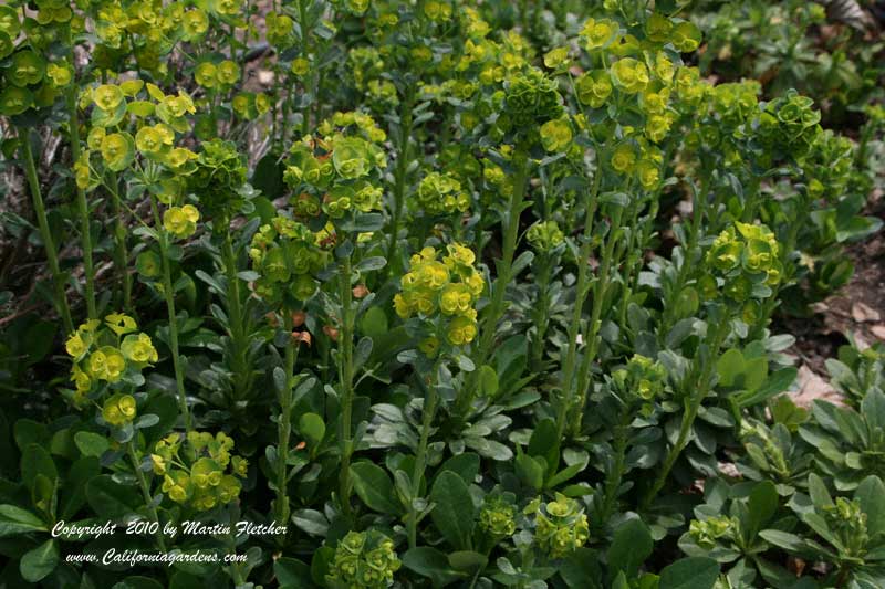 Euphorbia amygdaloides var robbiae, Wood Spurge