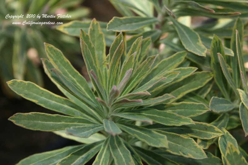 Euphorbia Ascot Rainbow, Martin's Spurge