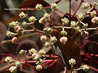 Euphorbia cotinifolia, Carribean Copper Plant