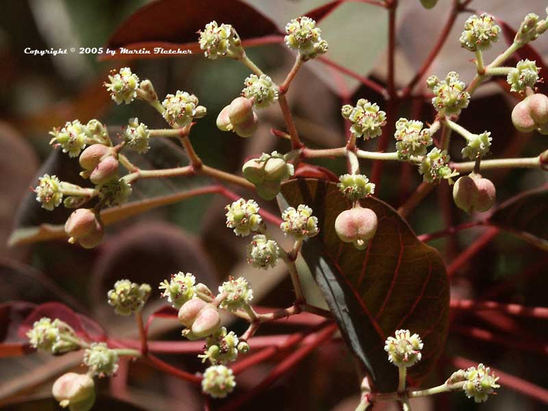 Euphorbia cotinifolia, Caribbean Copper Plant