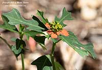 Euphorbia cyathophora, Fire on the Mountain, Painted Leaf