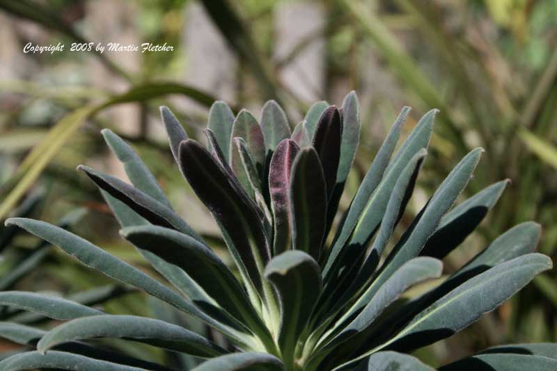Euphorbia Royal Velvet