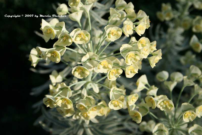 Euphorbia Tasmanian Tiger, Variegated Spurge