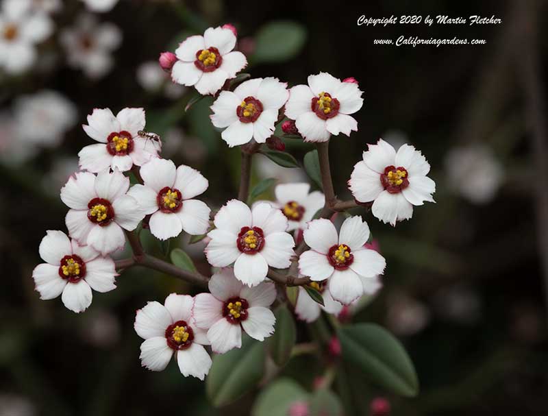 Euphorbia xanti, Baja Spurge, Confetti Flower