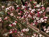 Euphorbia xantii, Baja Spurge, Confetti Flower