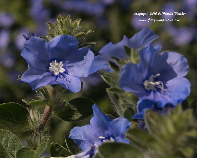 Evolvulus nuttallianus, Shaggy Dwarf Morning Glory