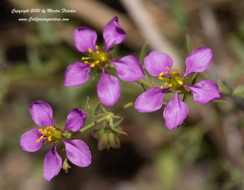 Fagonia laevis, California Fagonbush