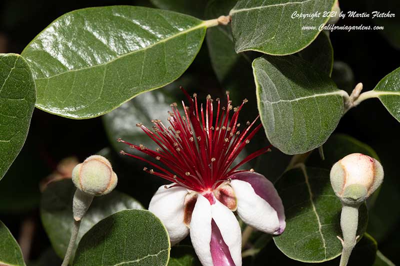 Feijoa sellowiana, Pineapple Guava