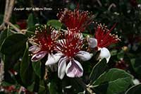 Pineapple Guava, Feijoa sellowiana, Acca sellowiana