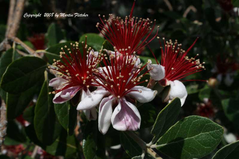 Feijoa sellowiana, Pineapple Guava