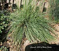 Festuca californica, California Fescue