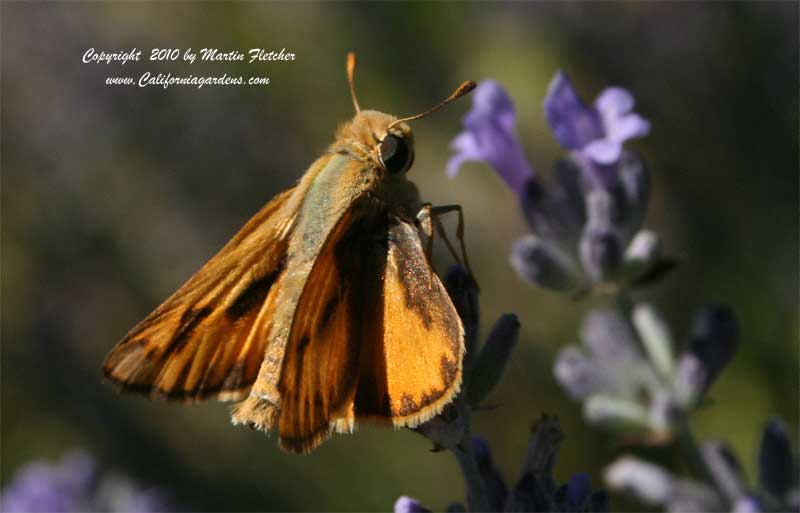 Fiery Skipper, Hylephila phyleus