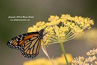 Foeniculum vulgare rubrum, Bronze Fennel, Bronze Anise