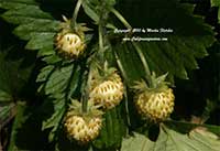 Fragaria Pineapple Crush, Pineapple Crush Alpine Strawberry