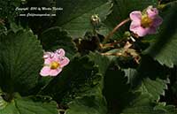 Fragaria Pink Panda, Pink Panda Strawberry
