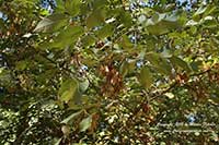 Fraxinus dipetala, California Ash