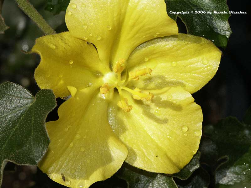 Fremontodendron californica California Glory, Fremontia