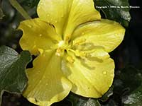 Fremontodendron californica, Fremontea