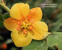 Fremontodendron Ken Taylor, Ken Taylor Flannel Bush