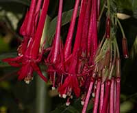 Fuchsia corymbiflora, Peruvian Berry Bush