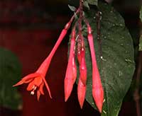 Fuchsia gartenmeister Bonstedt