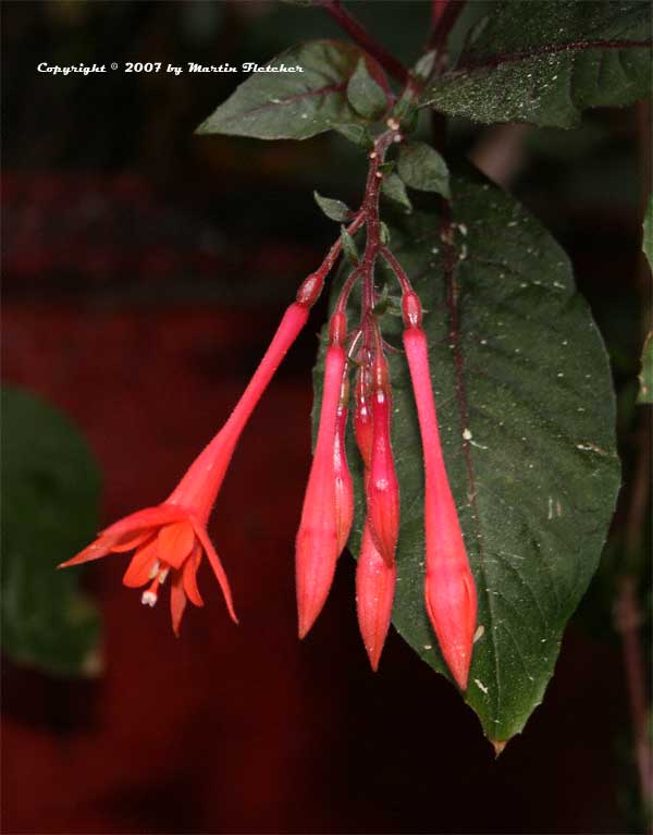 Fuchsia gartenmeister