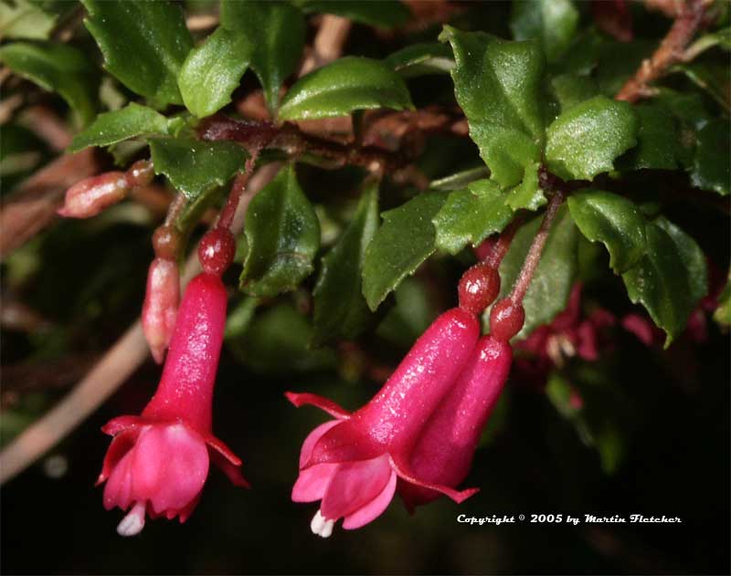 Fuchsia thymifolia, Thyme Leafed Fuchsia