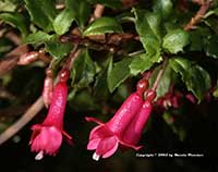 Fuchsia thymifolia, Thyme Leafed Fuchsia